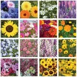Help Butterflies, Save Earth - Pollinator Wildflower Seed