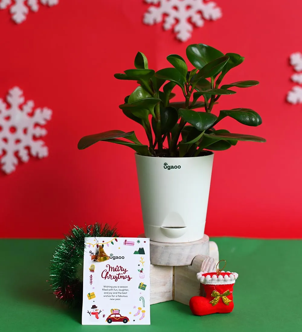 Plant with Crunch & Crisps