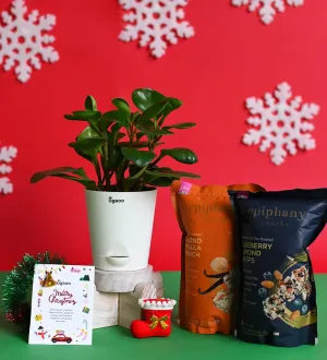 Plant with Crunch & Crisps